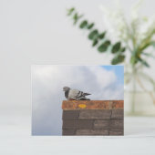 Carte Postale Bonjour Pigeon (Debout devant)