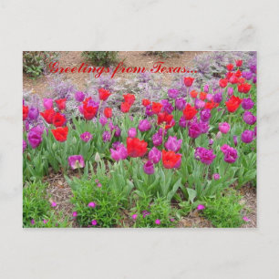 Carte Postale Bonjour RED TeXaS