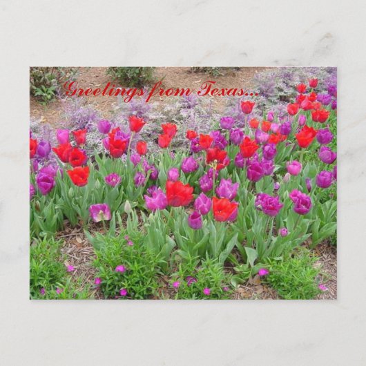 Carte Postale Bonjour RED TeXaS (Devant)