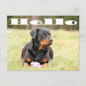 Carte Postale Bonjour Rottweiler Chien Chien Chien Chien Chien S (Devant)