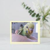 Carte Postale Bonjour Rufus (Debout devant)