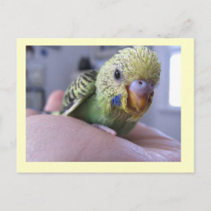 Carte Postale Bonjour Rufus