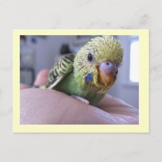 Carte Postale Bonjour Rufus (Devant)