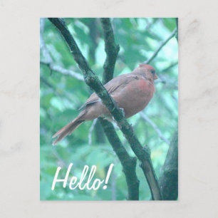 Carte Postale Bonjour ! Salut cardinal sur Branche
