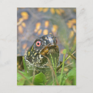 Carte Postale Bonjour ! Tortue curieuse