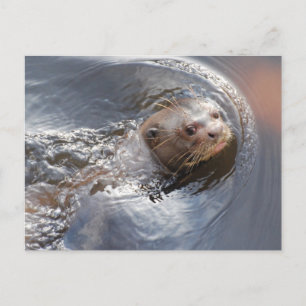 Carte Postale Bonjour vous