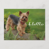 Carte Postale Bonjour Yorkshire Terrier Chien Chien Chien Pot Ca (Devant)