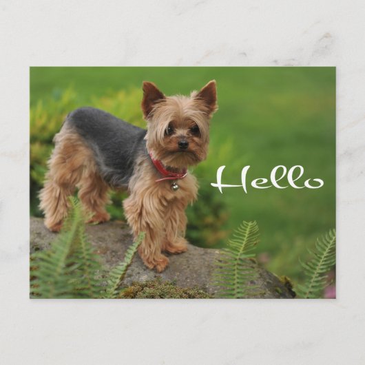 Carte Postale Bonjour Yorkshire Terrier Chien Chien Chien Pot Ca (Devant)