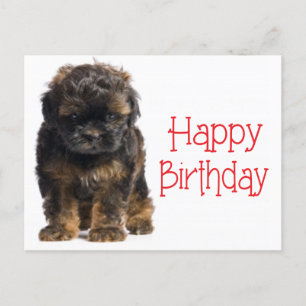 Carte Postale Bonne Anniversaire Havanais Chien Chien Chien Poig
