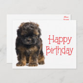 Carte Postale Bonne Anniversaire Havanais Chien Chien Chien Poig (Devant / Derrière)