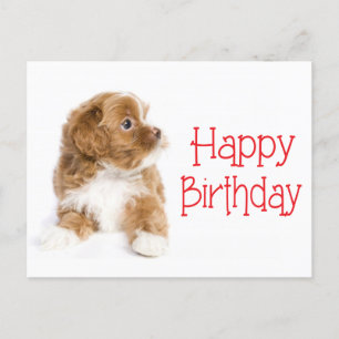 Carte Postale Bonne Anniversaire Havanais Chien Chien Chien Poig