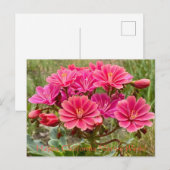 Carte Postale Bonne California Native Week ! (Devant / Derrière)