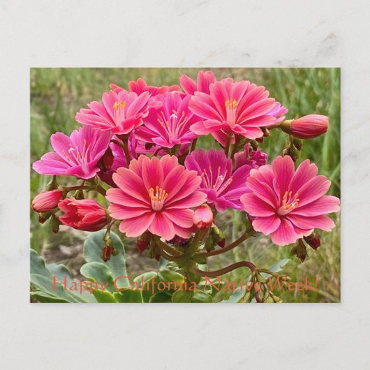 Carte Postale Bonne California Native Week ! (Devant)