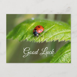 Carte Postale Bonne chance avec la petite coccinelle mignonne !