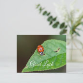 Carte Postale Bonne chance avec la petite coccinelle mignonne !  (Debout devant)