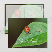 Carte Postale Bonne chance avec la petite coccinelle mignonne !  (Devant / Derrière)