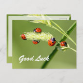 Carte Postale Bonne chance avec les coccinelles mignonnes ! (Devant / Derrière)