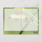 Carte Postale Bonne chance avec les coccinelles mignonnes ! (Dos)