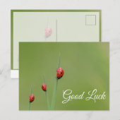 Carte Postale Bonne chance avec les coccinelles mignonnes ! cart (Devant / Derrière)