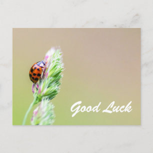 Carte Postale Bonne chance avec les petites coccinelles mignonne