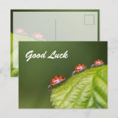 Carte Postale Bonne chance avec les petites coccinelles mignonne (Devant / Derrière)