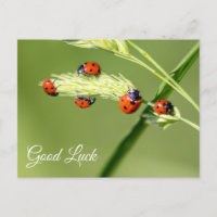 Bonne chance avec les petites coccinelles mignonne