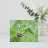 Carte Postale Bonne chance avec une jolie petite coccinelle ! ca (Debout devant)