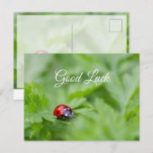 Carte Postale Bonne chance avec une jolie petite coccinelle ! ca (Devant / Derrière)