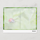 Carte Postale Bonne chance avec une jolie petite coccinelle ! ca (Dos)