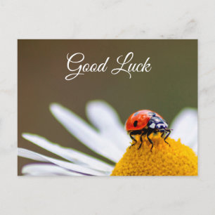 Carte Postale Bonne chance avec une petite coccinelle mignonne !