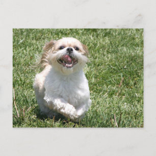 Carte Postale Bonne exécution Shih Tzu