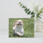 Carte Postale Bonne exécution Shih Tzu (Debout devant)