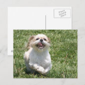 Carte Postale Bonne exécution Shih Tzu (Devant / Derrière)