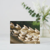 Carte Postale Bonnet de requin et dents (Debout devant)