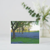 Carte Postale Bonnets bleus du Texas (Debout devant)