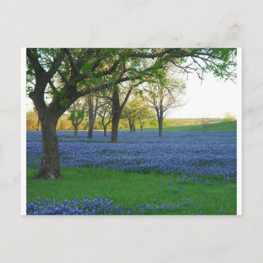 Carte Postale Bonnets bleus du Texas (Devant)