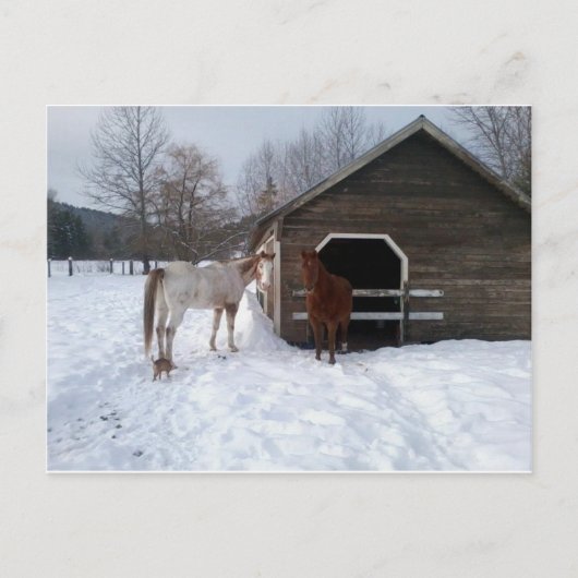 Carte Postale Bonnie et Clyde (Devant)