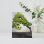 Carte Postale Bonsai de pin noir japonais (Debout devant)