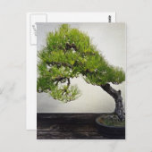 Carte Postale Bonsai de pin noir japonais (Devant / Derrière)