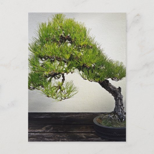 Carte Postale Bonsai de pin noir japonais (Devant)