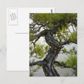 Carte Postale Bonsai de pin rouge japonais (Devant / Derrière)