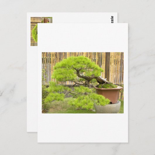 Carte postale Bonsai Salutations/Invitation (Devant / Derrière)