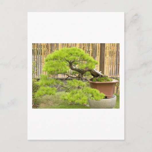 Carte postale Bonsai Salutations/Invitation (Devant)