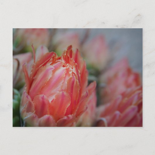 Carte Postale Bonté de fin été (Devant)