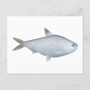 Carte Postale Bony Bream
