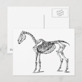 Carte Postale Bony Horse (Devant / Derrière)