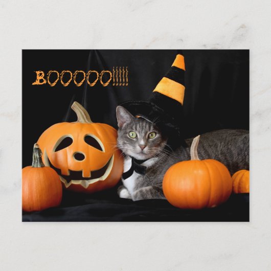 Carte postale Boo Halloween avec chat (Devant)