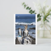Carte Postale Boobies à pieds bleus Galapagos (Debout devant)