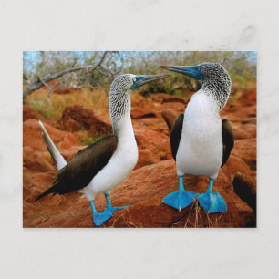 Carte Postale Boobies à pieds bleus (Sula nebouxii)