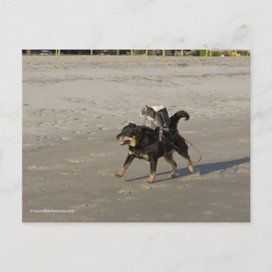 Carte Postale Booger, Kitty et Mousey sur la plage (Devant)